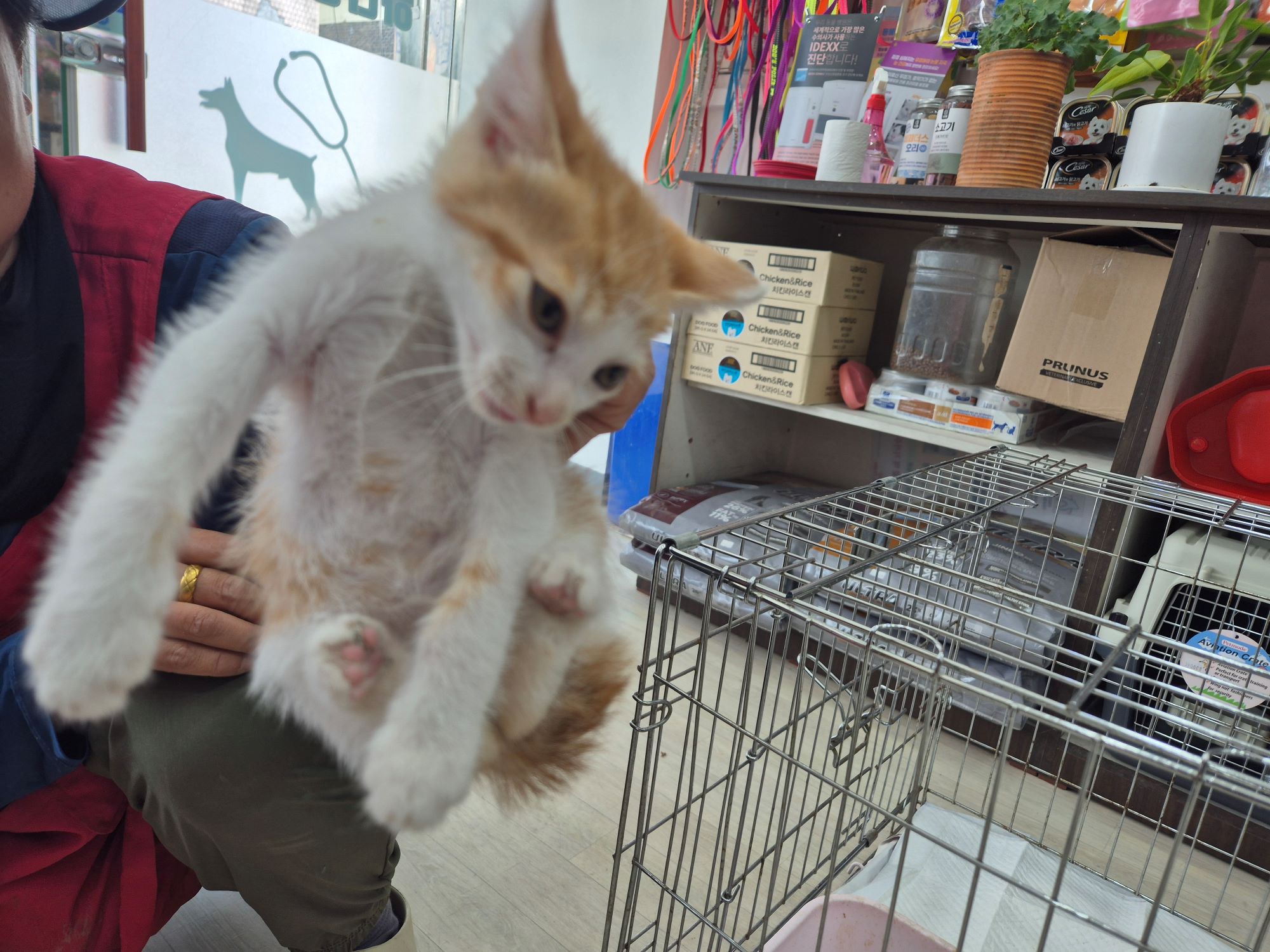 [고양이] 믹스묘 전북-남원-2025-00207 유기동물 배경 이미지 입니다.